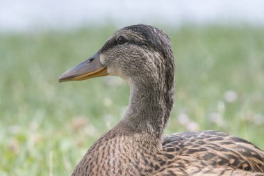 Yaz sezonu dağlık manzara