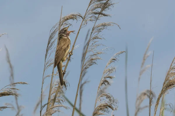 Oiseau Paruline Sur Roseau Lac — Photo