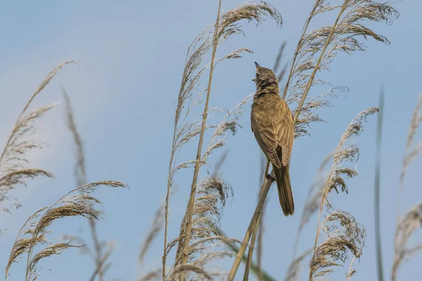 Burung Warbler Buluh Danau — Stok Foto