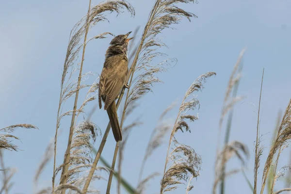 Burung Warbler Buluh Danau — Stok Foto