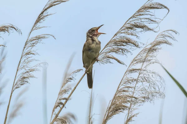 Burung Warbler Buluh Danau — Stok Foto