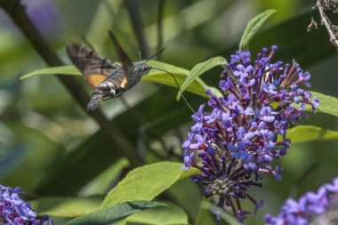 Galyum buddleja üzerinde Sfenks