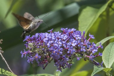 Galyum buddleja üzerinde Sfenks