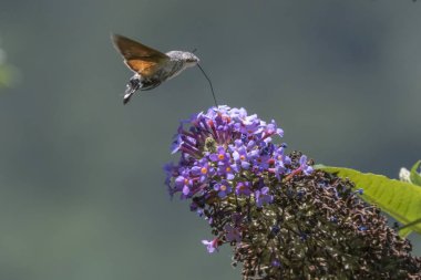 Galyum buddleja üzerinde Sfenks