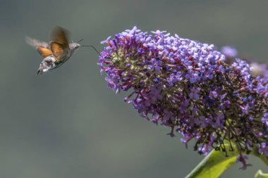 Galyum buddleja üzerinde Sfenks