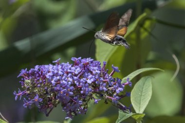 Galyum buddleja üzerinde Sfenks