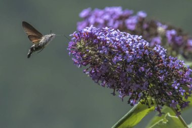 Galyum buddleja üzerinde Sfenks