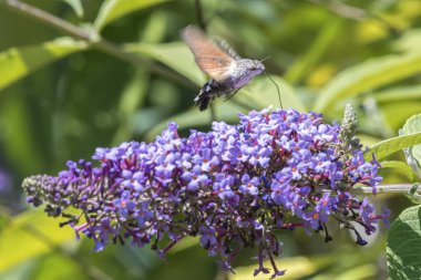 Galyum buddleja üzerinde Sfenks