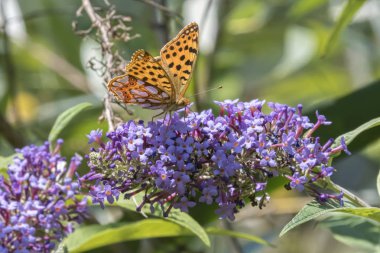 buddleia üzerinde Argynnis adippe kelebek