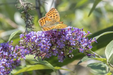 buddleia üzerinde Argynnis adippe kelebek