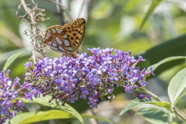 buddleia üzerinde Argynnis adippe kelebek