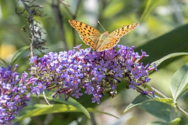 buddleia üzerinde Argynnis adippe kelebek