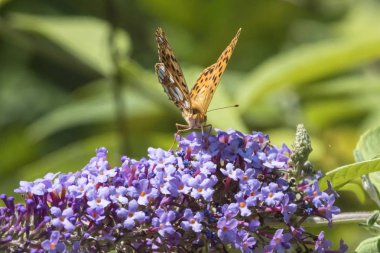 buddleia üzerinde Argynnis adippe kelebek