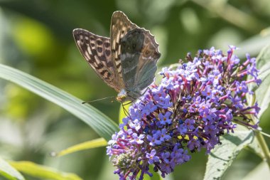 buddleia çiçek kelebek