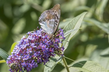 buddleia üzerinde bir arı