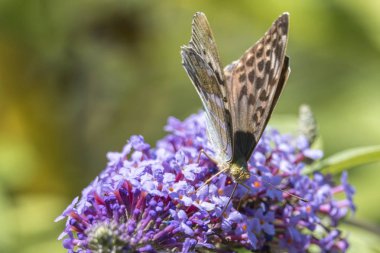 buddleia bir kelebeği