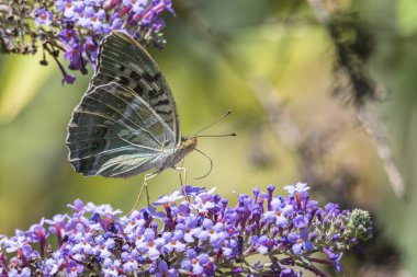 buddleia bir kelebeği