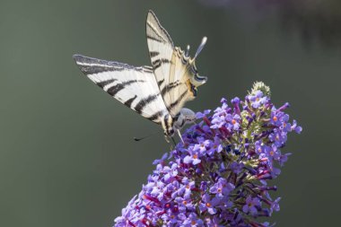 Iphiclides podalirius kelebek buddleia üzerinde