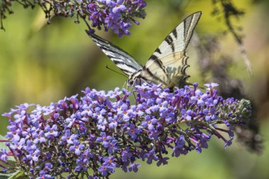 Iphiclides podalirius kelebek buddleia üzerinde