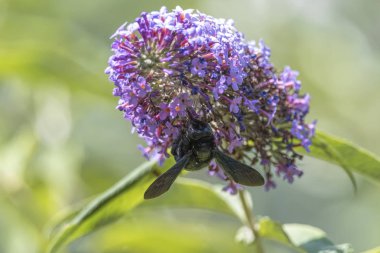 buddleia üzerinde siyah Bumblebee