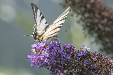 Iphiclides podalirius kelebek buddleia üzerinde