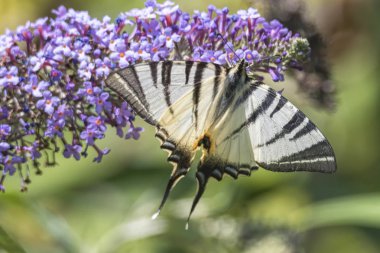 Iphiclides podalirius kelebek buddleia üzerinde