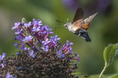 Galyum buddleja üzerinde Sfenks