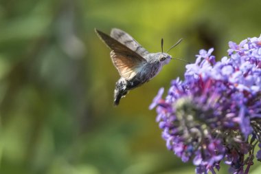 Galyum buddleja üzerinde Sfenks