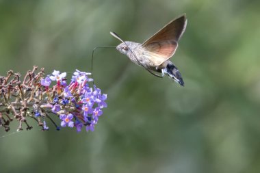 Galyum buddleja üzerinde Sfenks