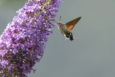 Galyum buddleja üzerinde Sfenks
