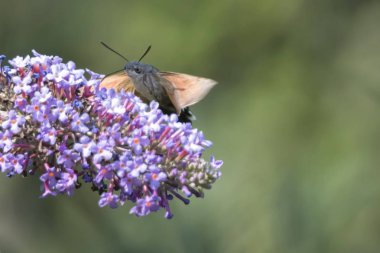 Galyum buddleja üzerinde Sfenks
