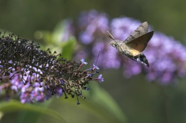 Galyum buddleja üzerinde Sfenks