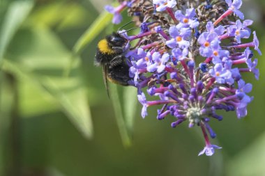 buddleia çiçek arıya