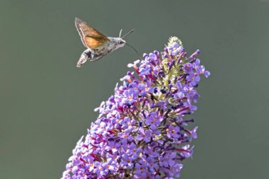 Galyum buddleja üzerinde Sfenks