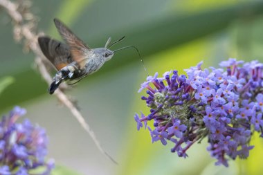 Galyum buddleja üzerinde Sfenks