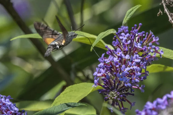 Galyum buddleja üzerinde Sfenks