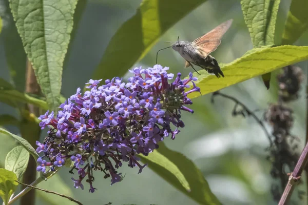 Galyum buddleja üzerinde Sfenks