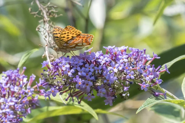 buddleia üzerinde Argynnis adippe kelebek