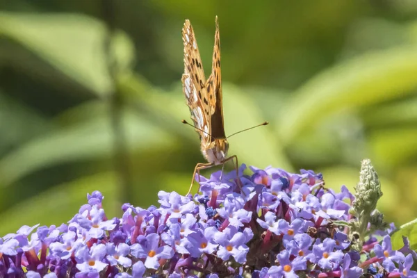 Argynnis Adippe Schmetterling Auf Buddleia — Stockfoto