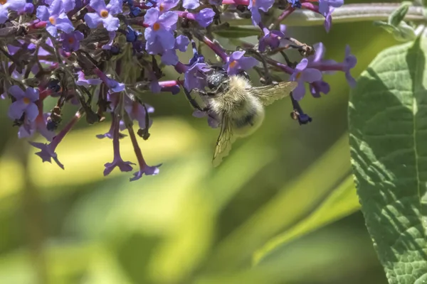 Manzara Salo', Lake Garda Bs İtalya, Temmuz 2018