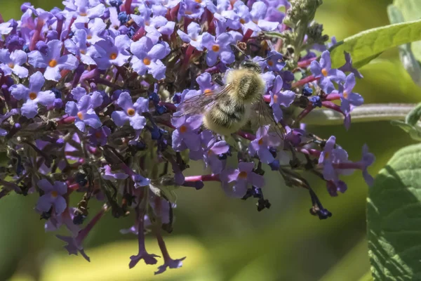 buddleia üzerinde bir arı