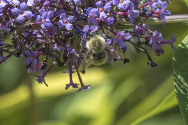cute bee on buddleia