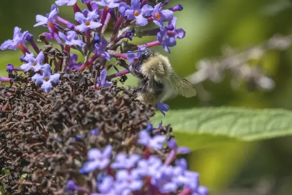 buddleia üzerinde küçük arı