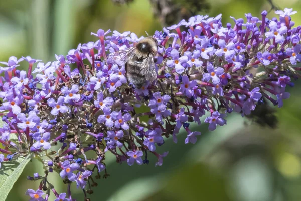 buddleia çiçek arıya