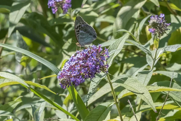 buddleia çiçek kelebek
