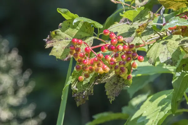 Voronets Krasnoplodny レッドベリーの植物 — ストック写真