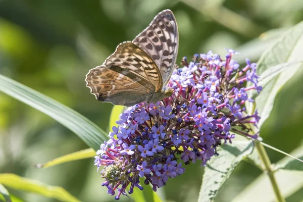 buddleia üzerinde şirin kelebek