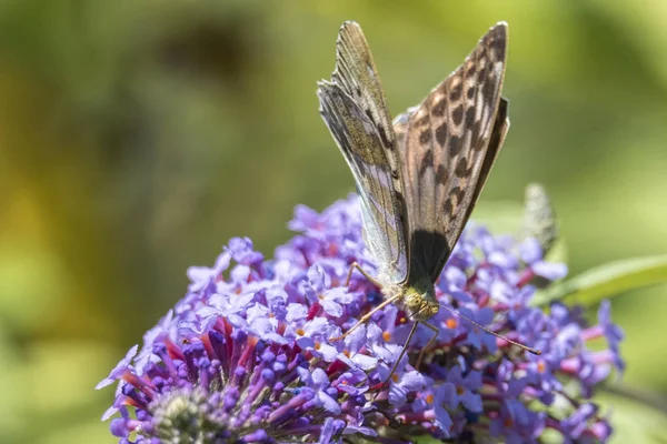 buddleia bir kelebeği