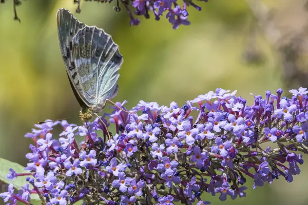 buddleia bir kelebeği