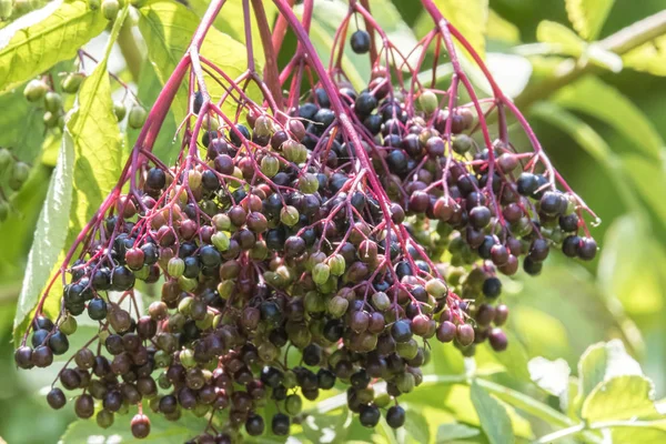 Sambucus Nigra Bagas Árvore — Fotografia de Stock